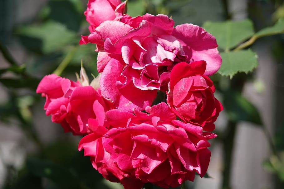 flower, blossom, bloom, rose, red, nature, garden, flowering plant HD wallpaper