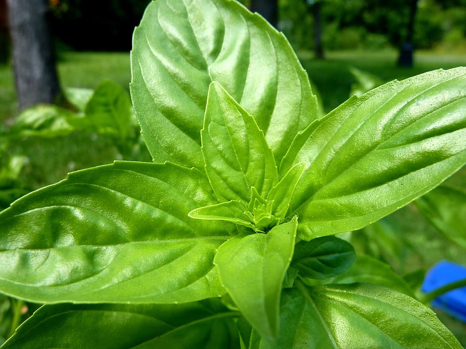 basil, plant, garden, herb, leaf, organic, ingredient, spice HD wallpaper