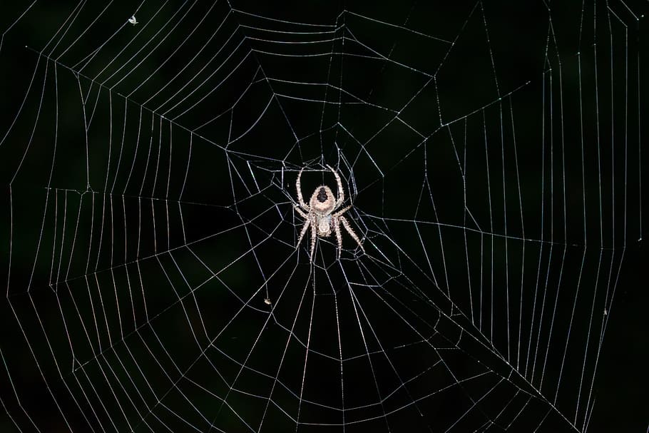 spider, spiderweb, arachnid, cobweb, trap, intricacy, web together, HD wallpaper