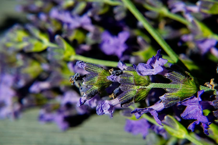 lavender, macro, blossom, bloom, purple, garden, nature, nature photography HD wallpaper