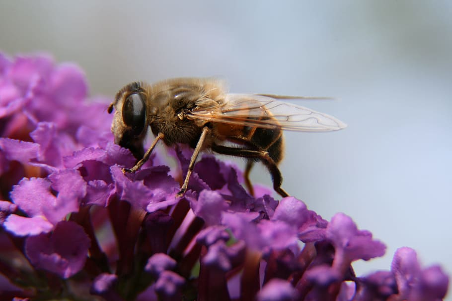 bee, flower, nature, macro, lilac, insect, blossom, bloom, plant HD wallpaper