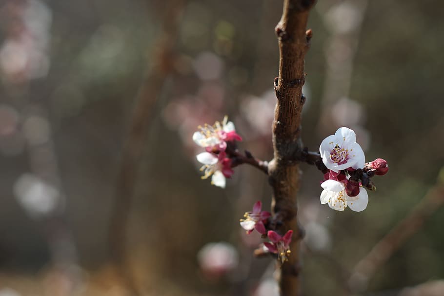 nature, blossom, spring, pink, bloom, branch, floral, sun, fresh HD wallpaper