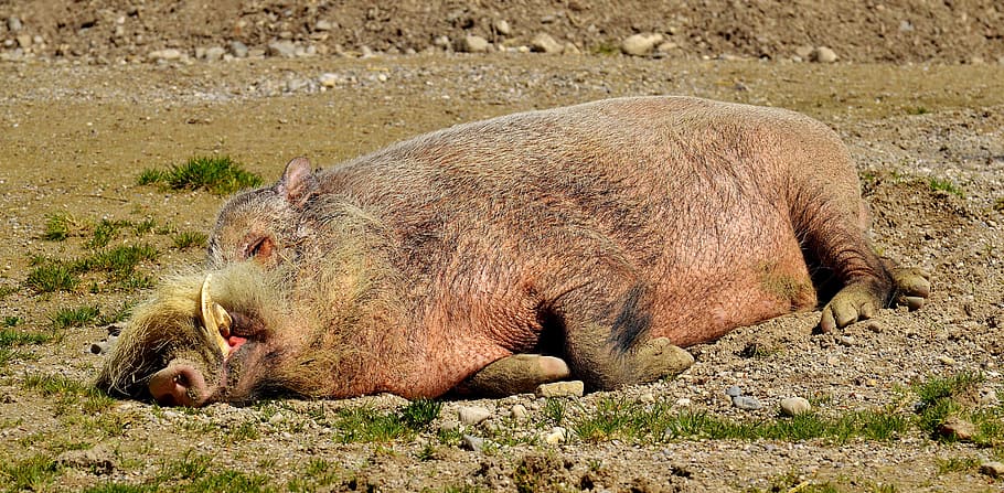 wild boar lying on ground, sleep, relaxed, concerns, pig, sow HD wallpaper