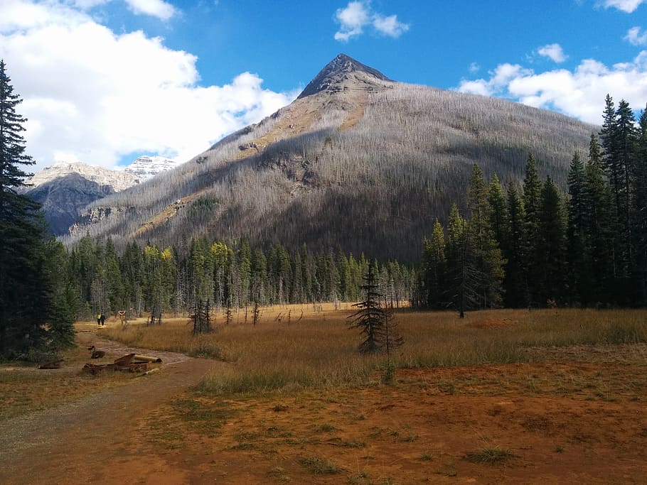 mountain, tree, forest, rockies, canada, paintpots, sky, plant HD wallpaper