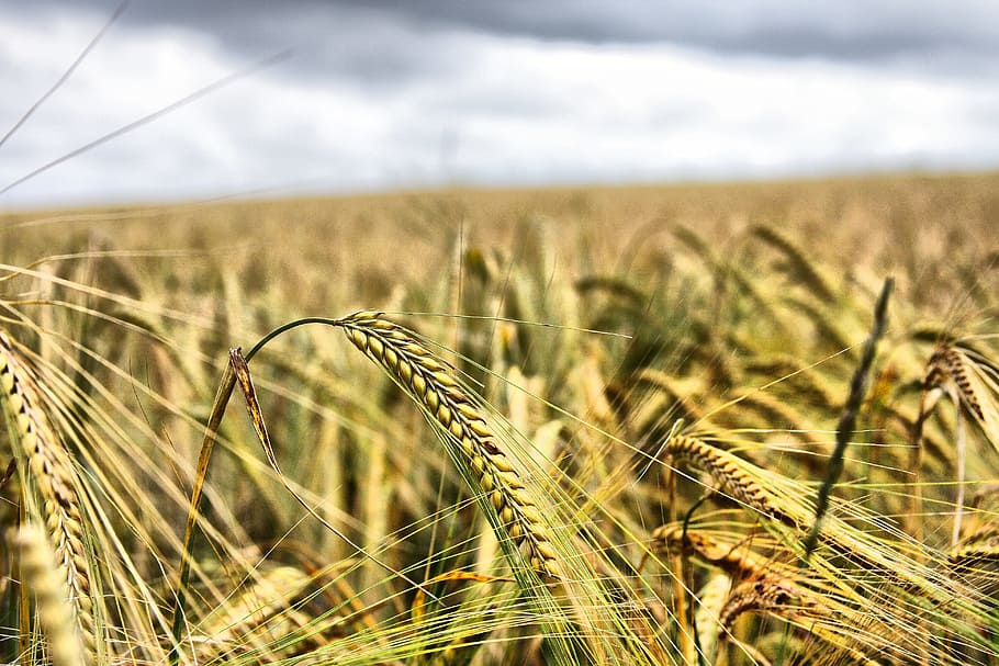 Wheat, Field, Grain, Agriculture, Crop, summer, cereal, ripe HD wallpaper
