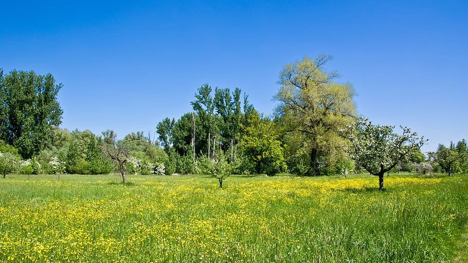nature, landscape, tree, grass, summer, plant, beauty in nature HD wallpaper