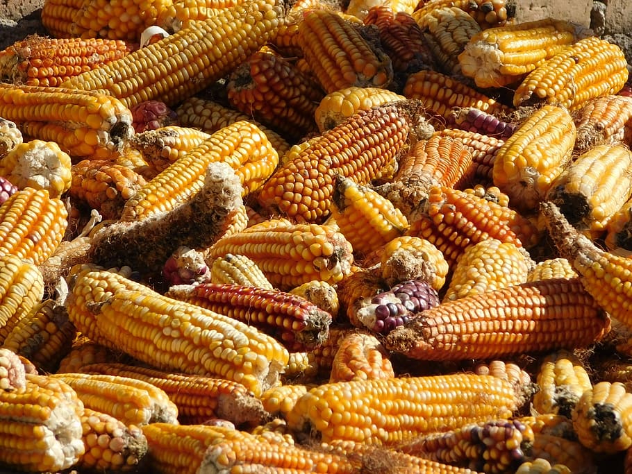Corn, Mexico, Mexican, Nutrition, gastronomy, typical, tortilla HD wallpaper