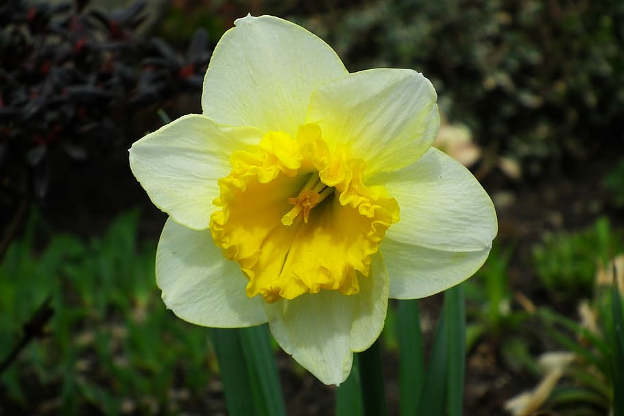 nature, plant, flower, spring, narcissus trąbkowy, flowering plant HD wallpaper