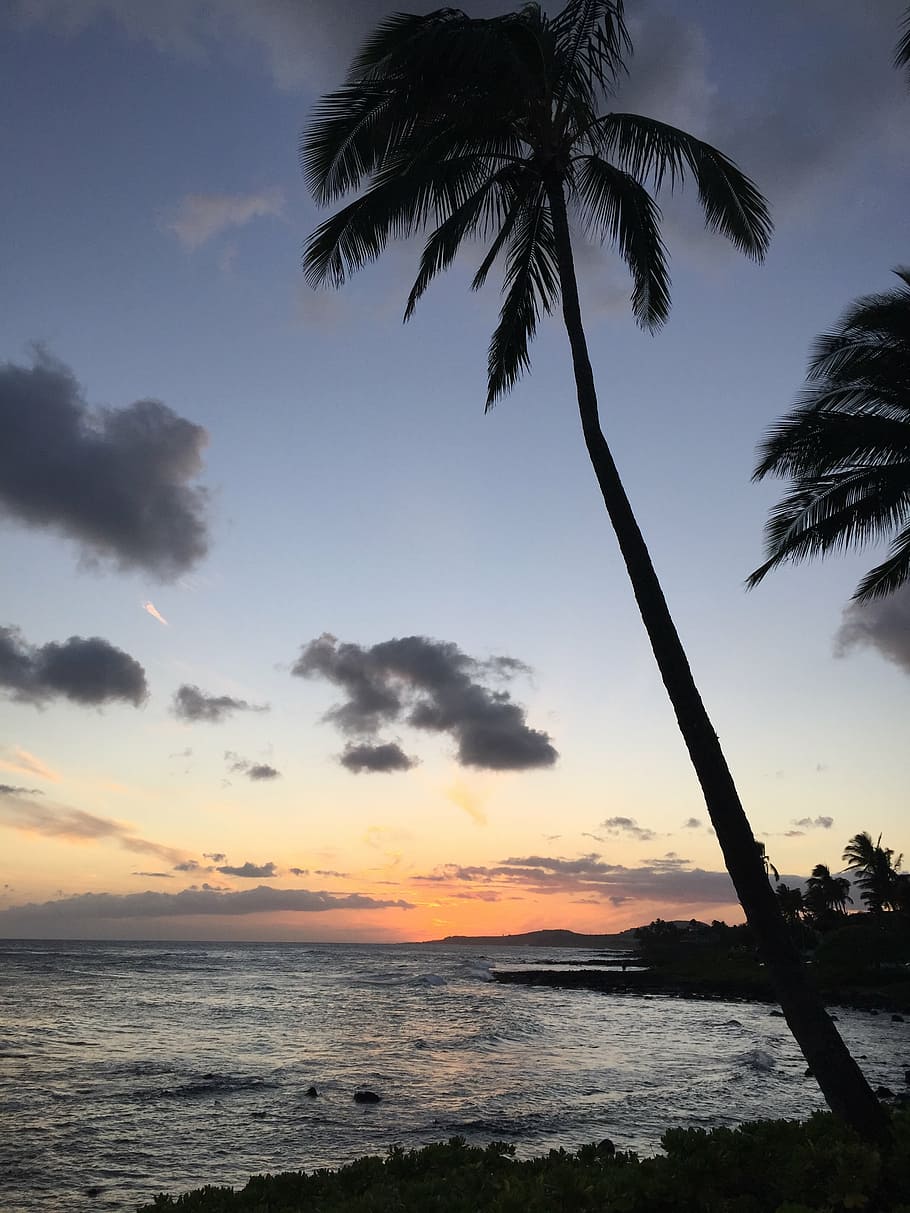 beach, clouds, coast, hawaii, ocean, palm trees, sea, shore HD wallpaper