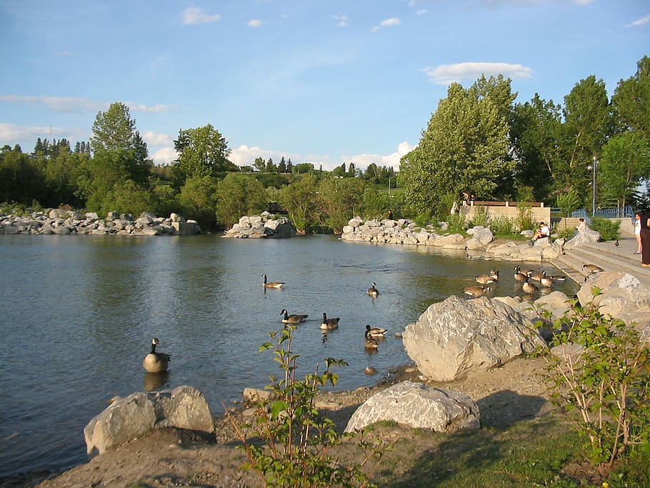 Prince Island's park landscape in Calgary, Alberta, Canada, birds HD wallpaper