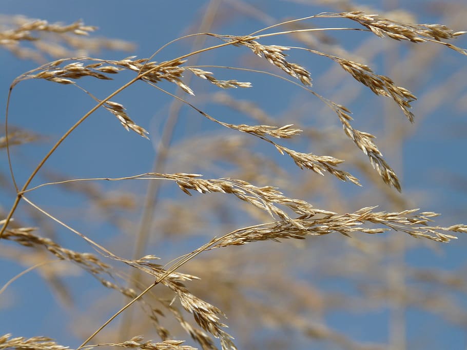 Grass, Wind, Blow, Flutter, Dry, Seeds, compressed meadowgrass HD wallpaper