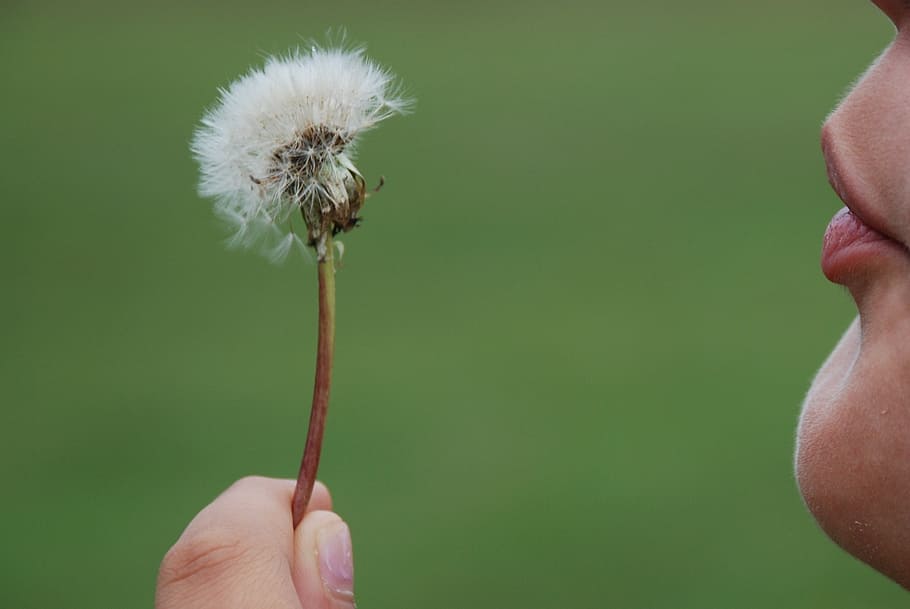 person holding dandelion flower, hawkbit, plant, nature, sun HD wallpaper