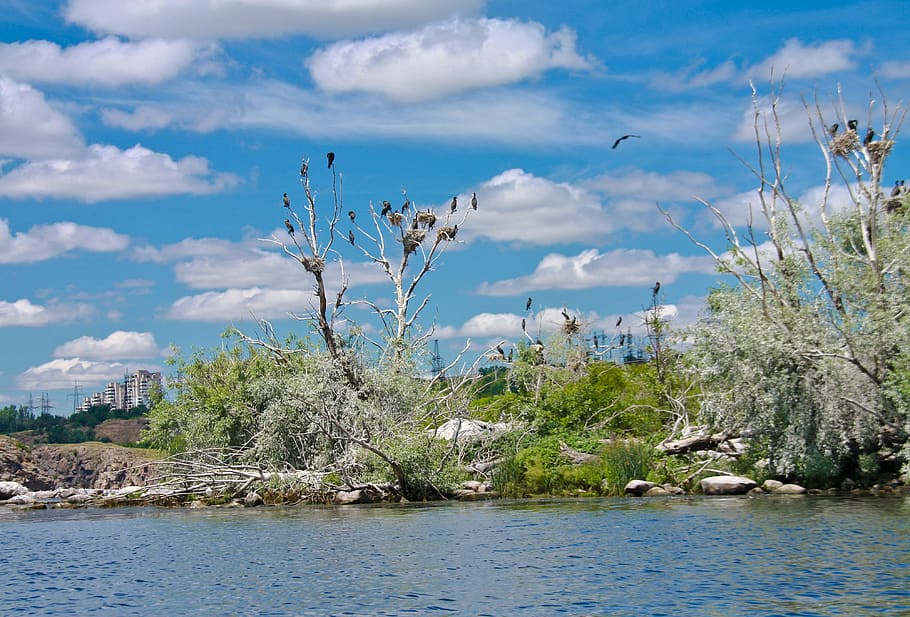 birds, sky, clouds, island, plant, cloud - sky, tree, water HD wallpaper