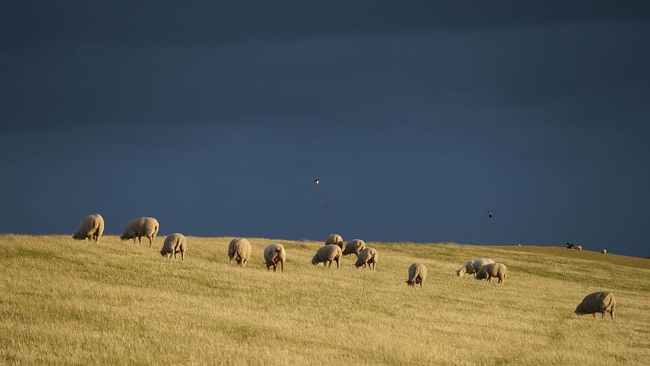 thunderstorm, dike sheep, north sea, sheep on dyke, gewitterstimmung HD wallpaper