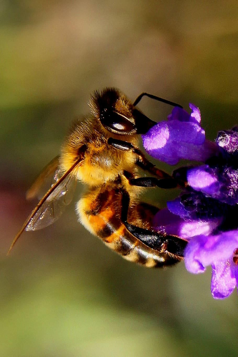 insect, bee, blossom, bloom, pink, close, nature, one animal HD wallpaper
