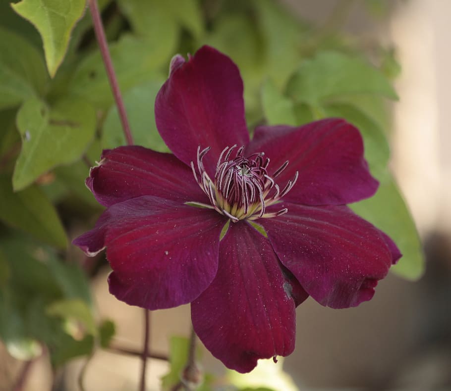 clematis, pink, flower, plant, beauty in nature, flowering plant HD wallpaper