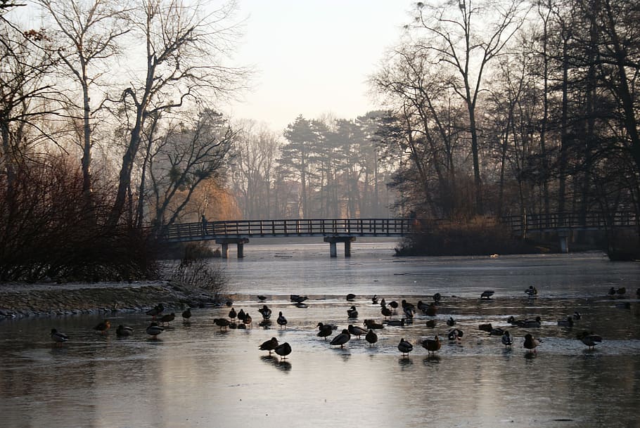 Ducks, Pond, Bird, park, wild birds, water bird, nature, lake HD wallpaper
