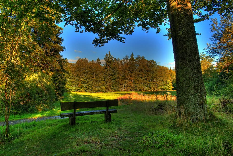 Banking, Landscape, Romantico, tree, nature, forest, autumn HD wallpaper