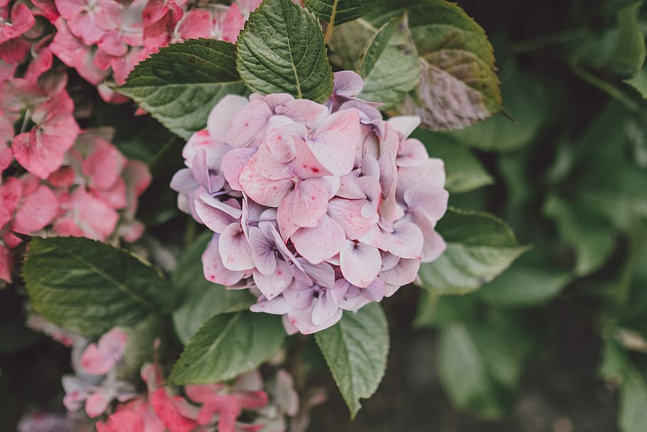 macro shot of purple flower, pink and purple hydrangeas in bloom at daytime HD wallpaper