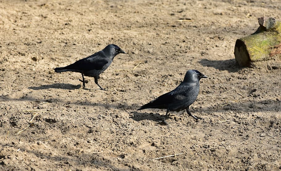 corvidae, black, bird, feather, bill, jackdaw, animal, nature HD wallpaper