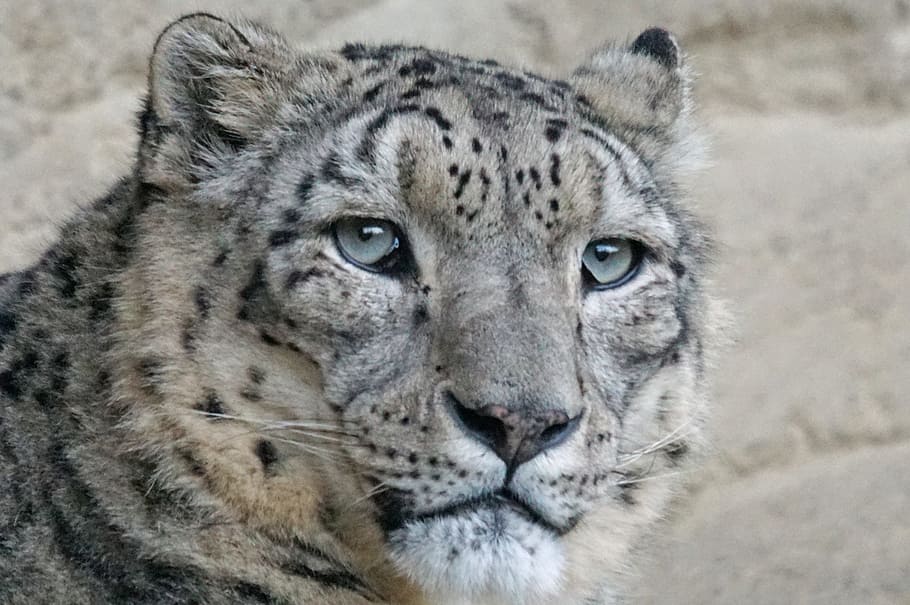white brown, and black jaguar close-up photo, Feline, snow leopard HD wallpaper