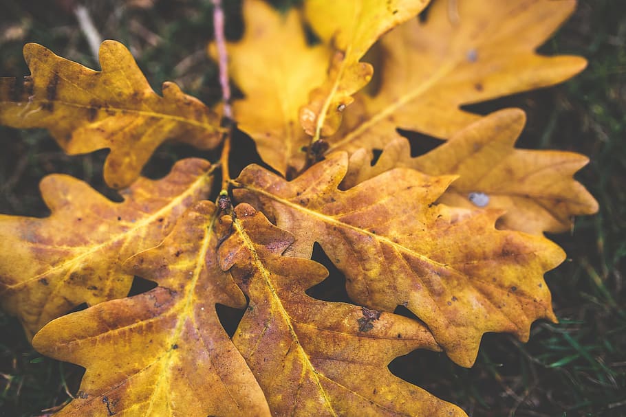 leaves, leaf, autumn, fall, oak, yellow, close up, closeup HD wallpaper