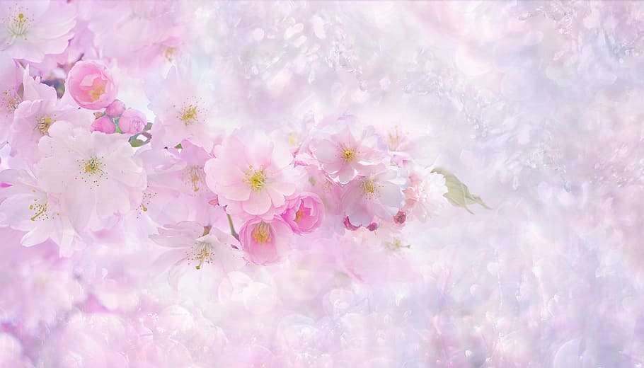 Cherry Blossoms Aesthetic Wallpapers - Wallpaper Cave