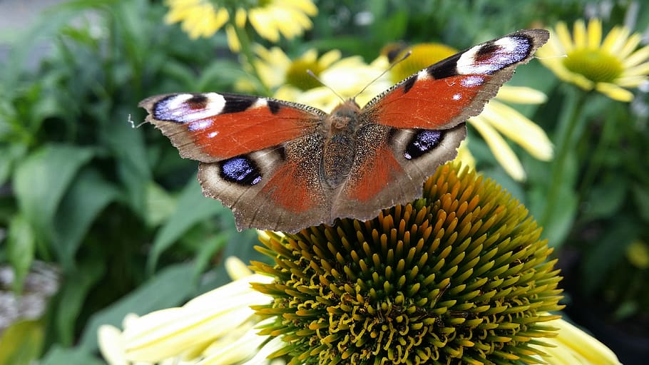 butterfly, flower, summer, insect, animal wildlife, animal themes HD wallpaper
