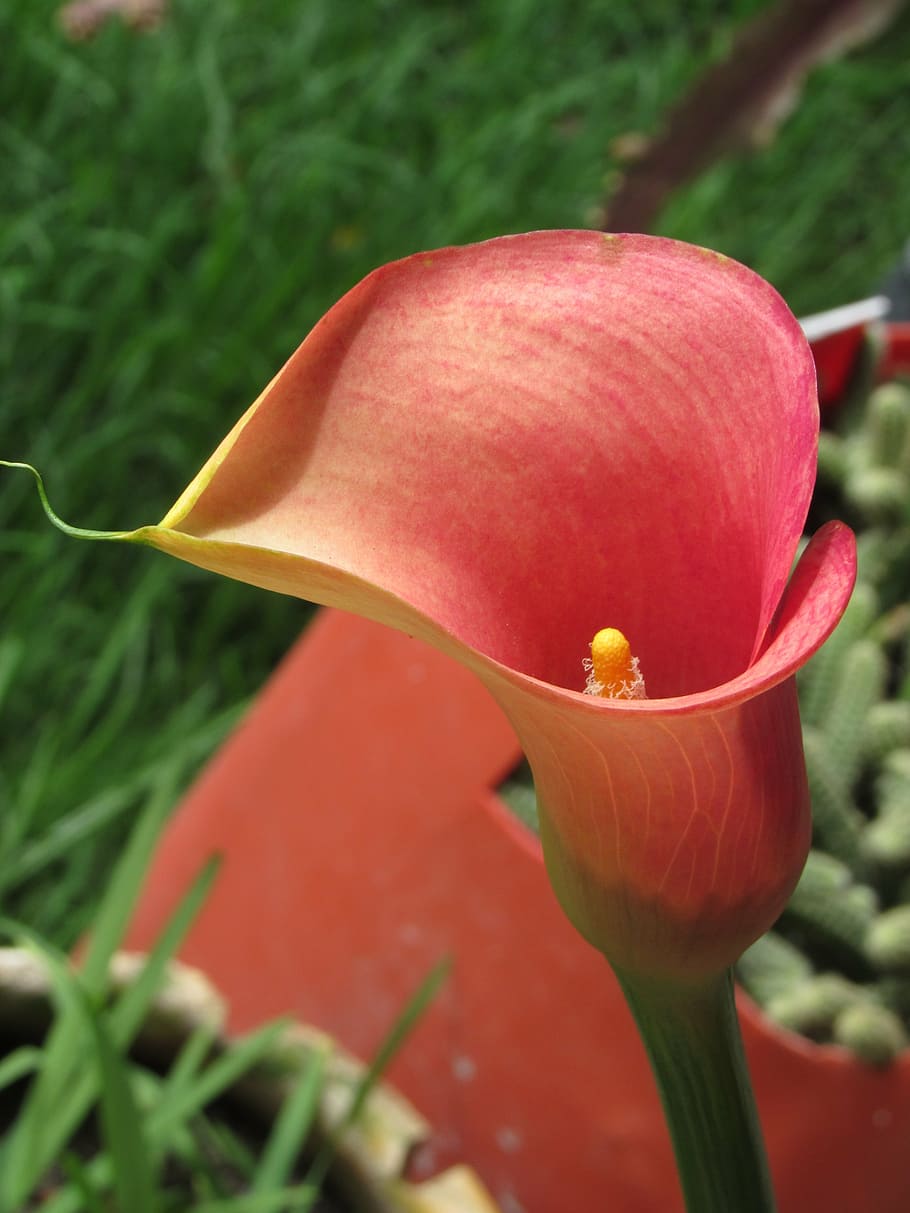 calla, flower, red, romantic, nature, plant, freshness, close-up HD wallpaper