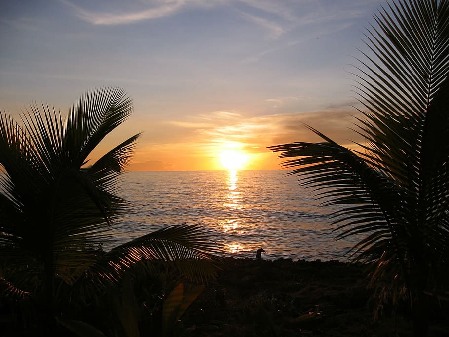 silhouette of trees beside water, sunset, caribbean, palm trees HD wallpaper
