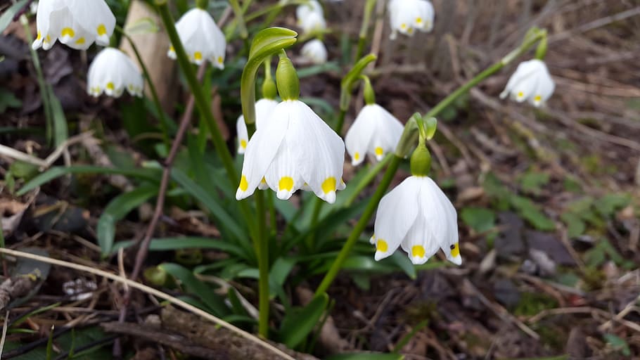 Snowflake, Spring, White, Blossom, Bloom, ground, flower, petal HD wallpaper