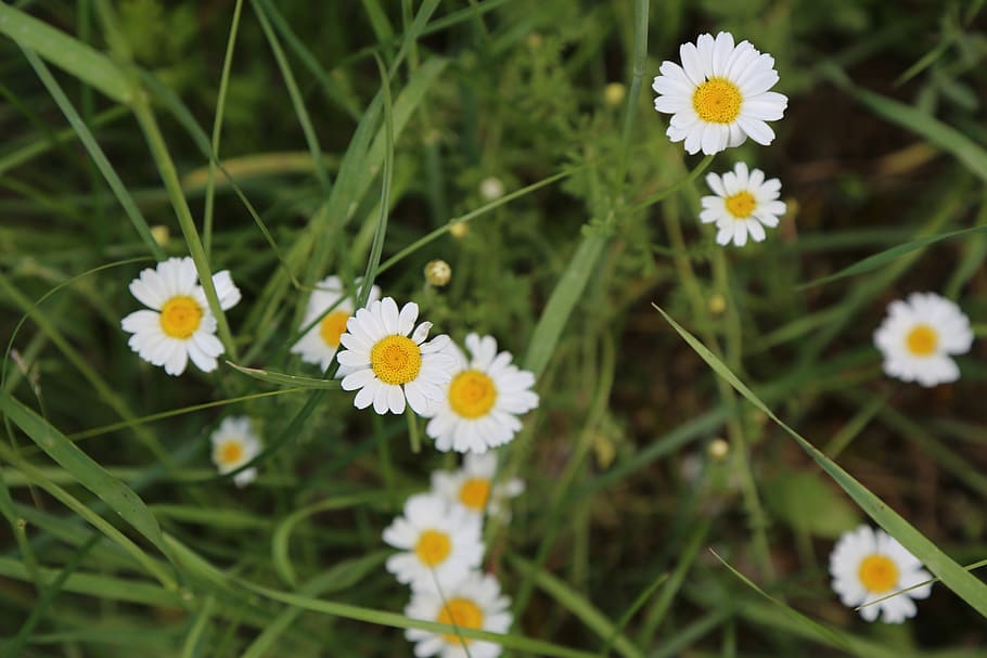 daisy, spring, flower, nature, flowers, flowering plant, freshness HD wallpaper