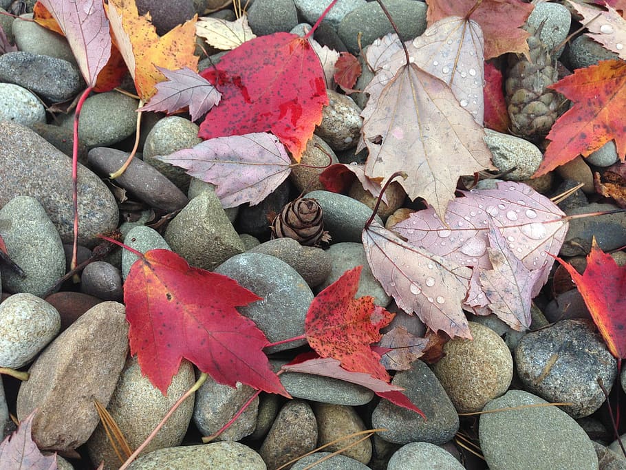 pebbles, leaves, fall, stone, leaf, plant part, change, autumn HD wallpaper