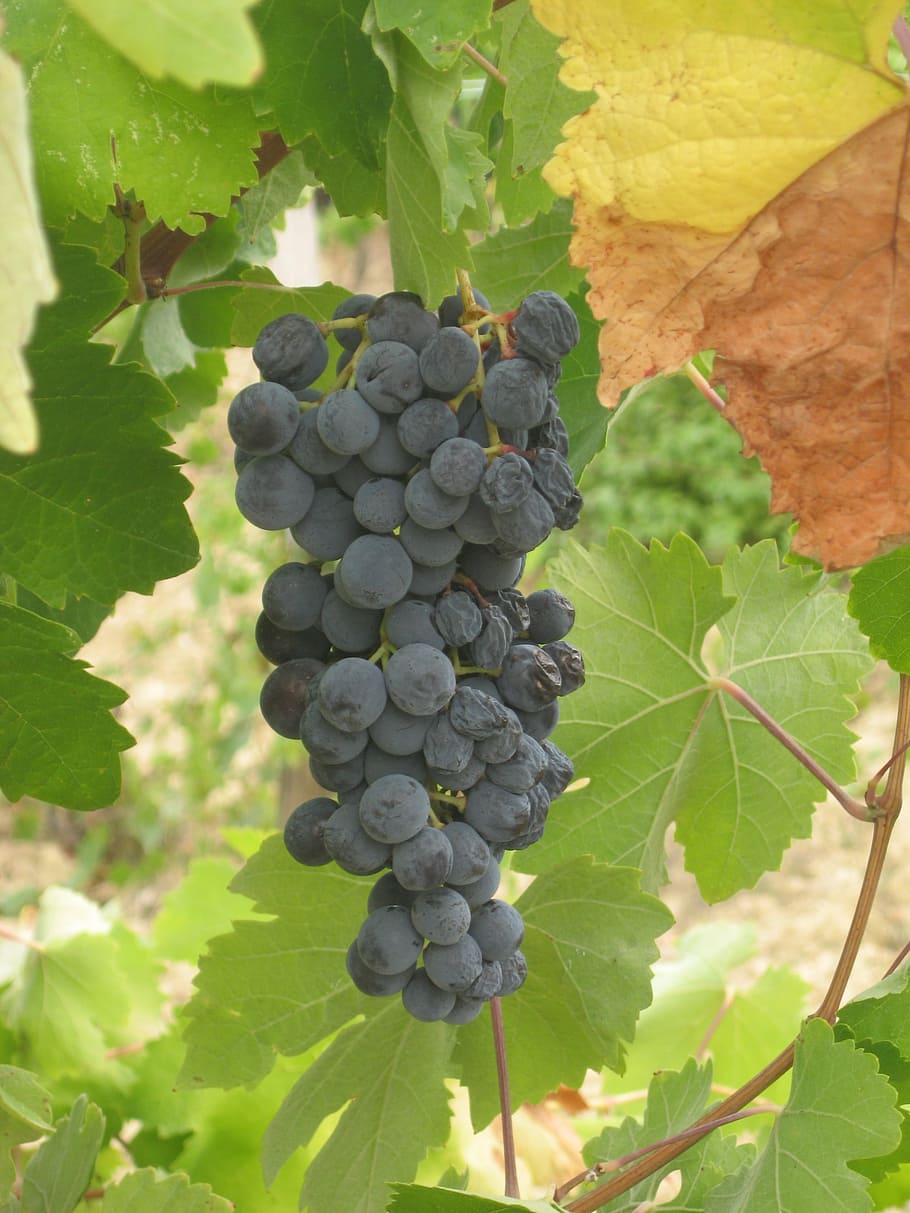 grape, wine, vine, read, winegrowing, red wine, plant, red grapes HD wallpaper