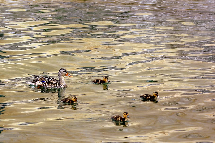 duck, puppies, mom, small, water, lake, animal themes, animals in the wild, HD wallpaper