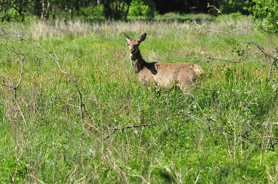 doe, summer, green, grass, animal, animal themes, mammal, plant HD wallpaper