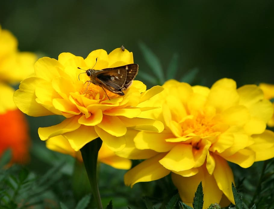 Butterfly, Skipper, Small, Insects, marigolds, macro, flowers HD wallpaper