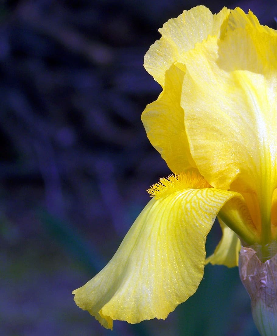 iris, yellow, flower, spring, blossom, bloom, petal, macro HD wallpaper