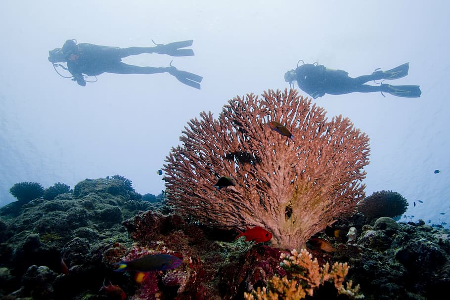 two person under the sea, diving, ocean, korman13, instructor HD wallpaper
