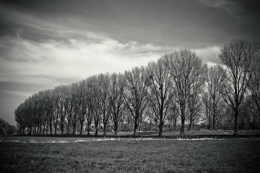 landscape, meadowlands, trees, bare branches, mood, sky, relax HD wallpaper