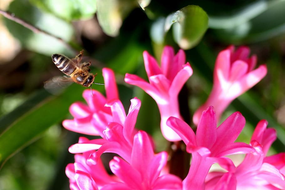 hyacinth, bee, flight, pollination, pink, flower, insecta, petals HD wallpaper