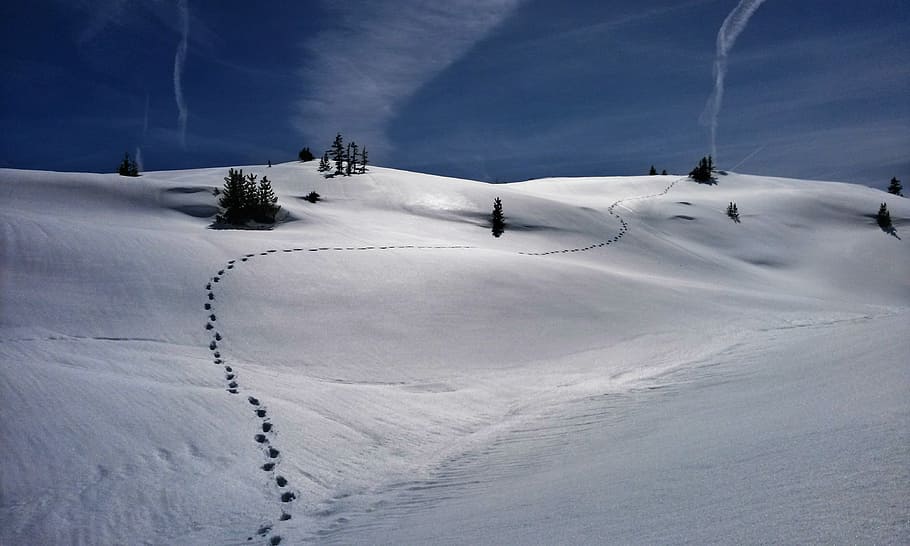 snow field, walk steps on snow, footprint, tree, white, trail HD wallpaper