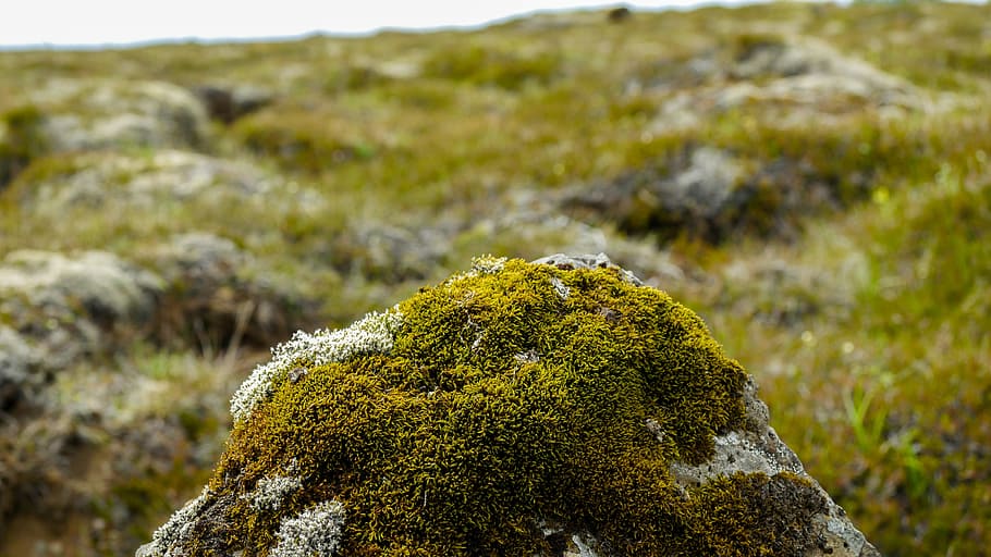 stone, moss, iceland, grass, boulder, moss forest, nature, green HD wallpaper