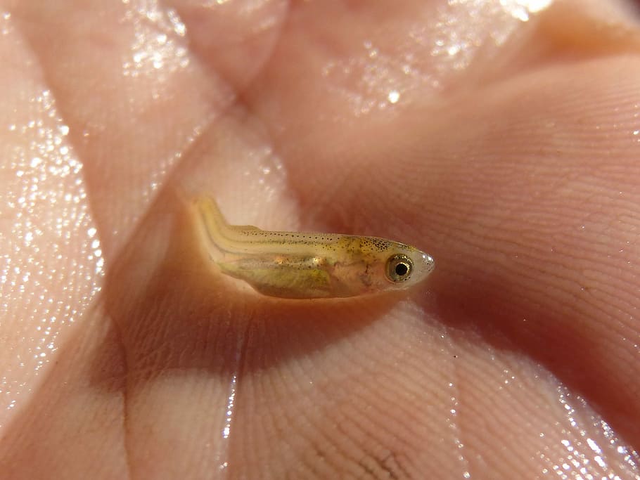 Fish, Alevín, River, Hand, tiny, one animal, animal themes HD wallpaper