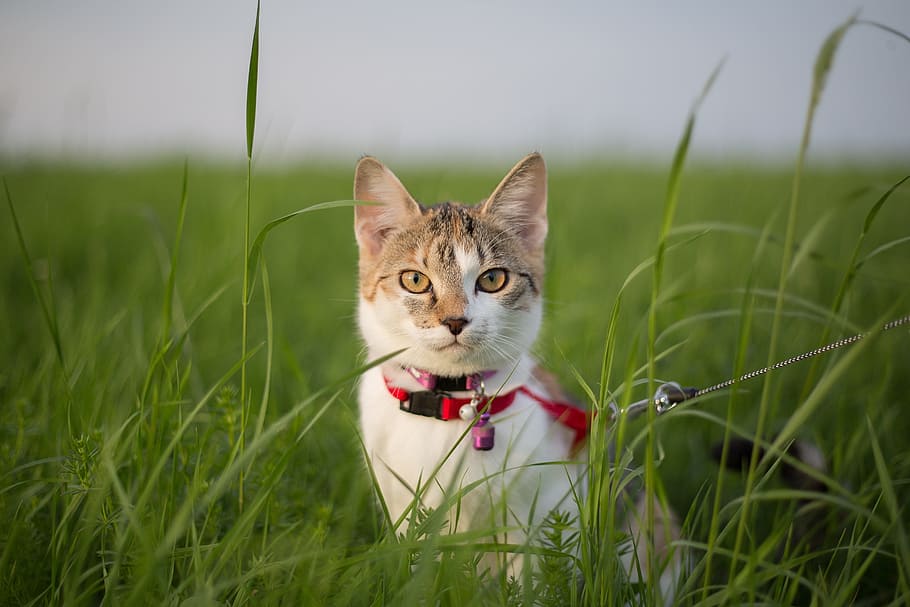 white and beige cat on grass field, young, boy, meadow, curious, HD wallpaper