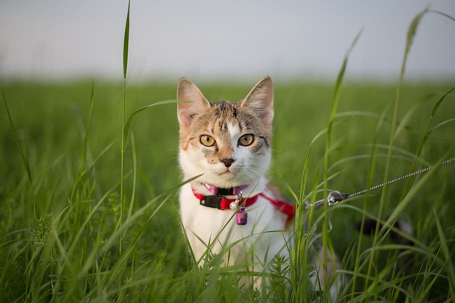 white and beige cat on grass field, young, boy, meadow, curious HD wallpaper