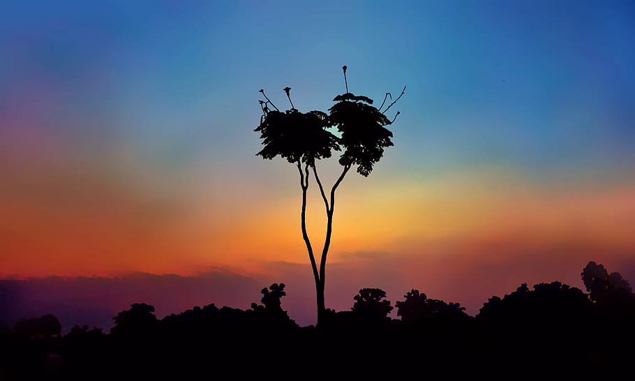 tree, lone ranger, blue red, silhouette, sunset, sky, beauty in nature, HD wallpaper