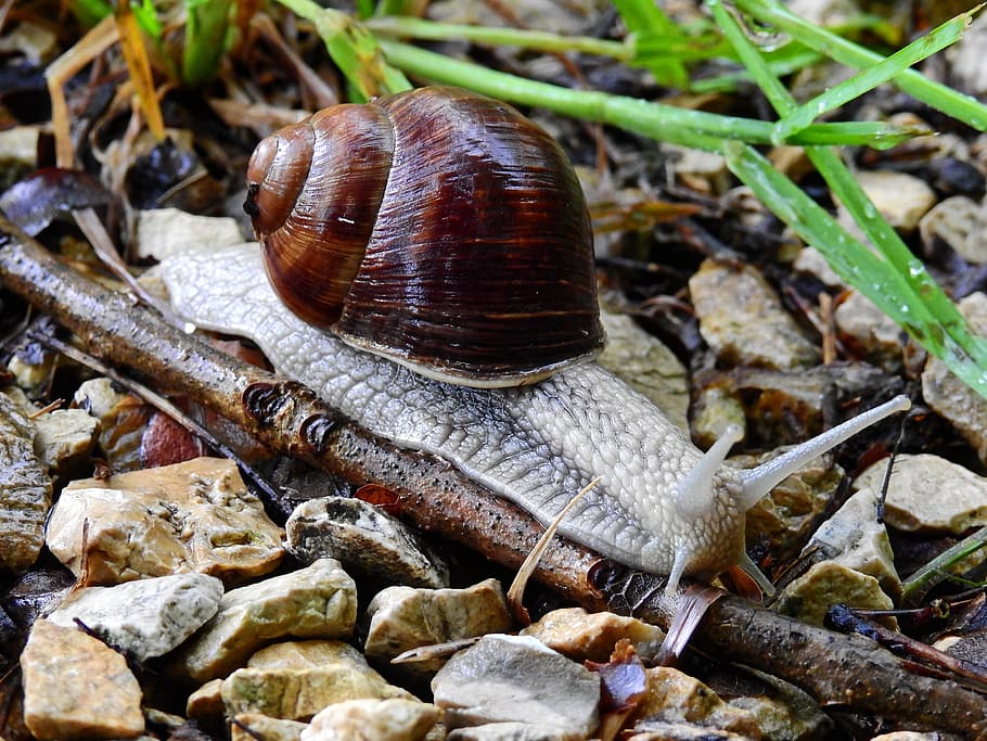 Snail, Animal, Nature, Shell, Mollusk, reptile, mucus, slimy HD wallpaper