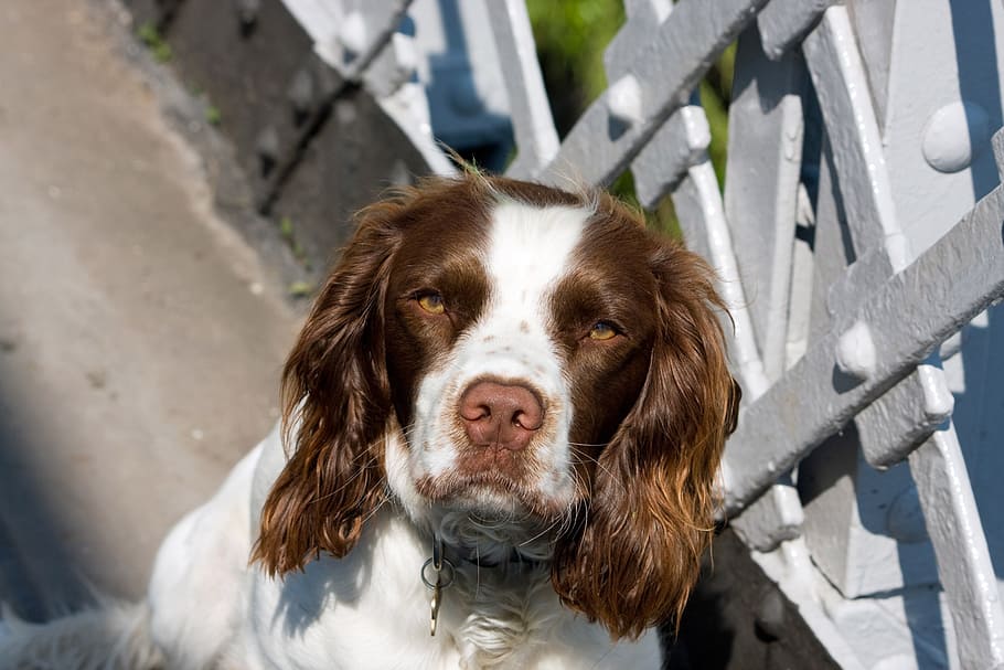 dog, spaniel, springer, springer spaniel, english springer spaniel HD wallpaper