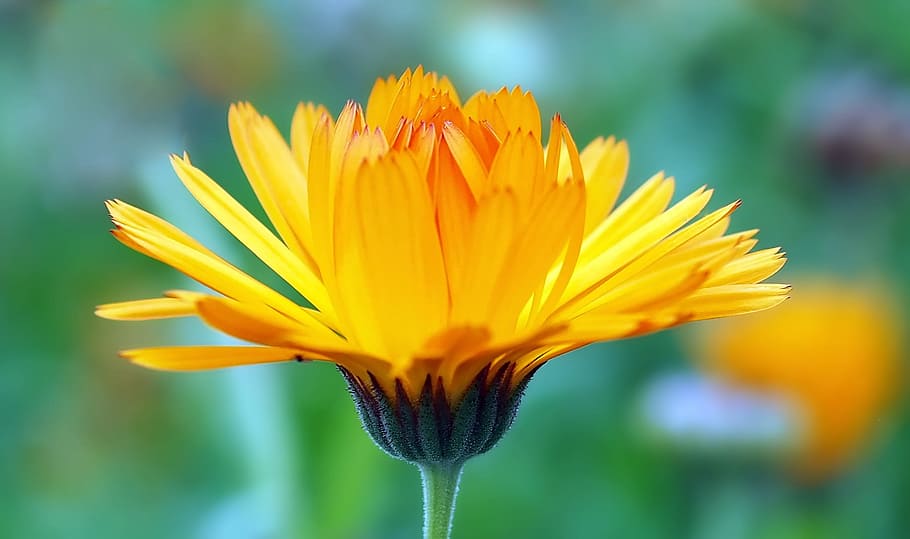yellow flower, Plant, Nature, Live, petal, summer, close-up HD wallpaper